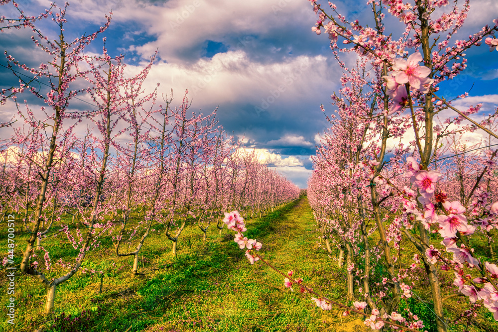 Orchard of peach trees bloomed in spring.Aerial shot with drone Orchard of peach trees bloomed in spring.Aerial shot with drone