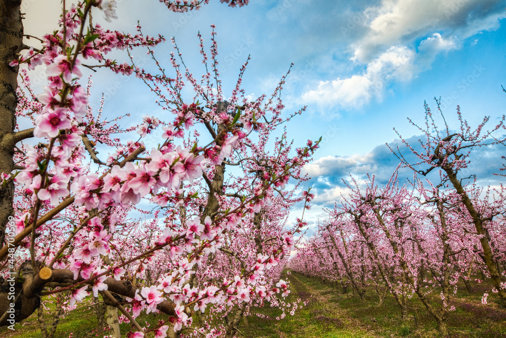 Orchard of peach trees bloomed in spring.Aerial shot with drone