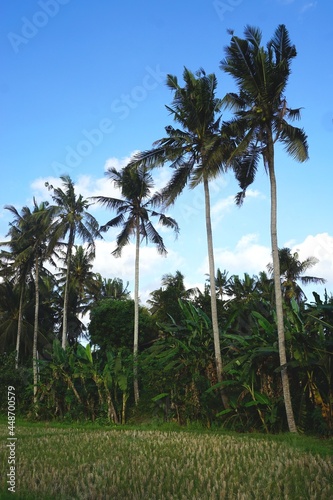 Row of tall tropical coconut palm trees with blue sky and jungle behind and recently harvest rice field in foreground