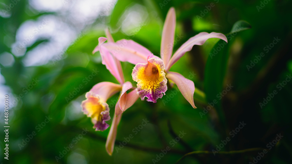 Cattleya orchid flowers, Pair of Large and fragrant flowers bloom in the wild. Most beautiful flowers among the orchids,