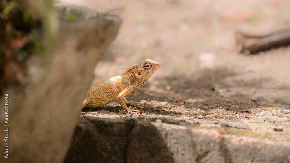 Common garden lizard female behind the flower pot on the ground searching for a place to lay eggs,