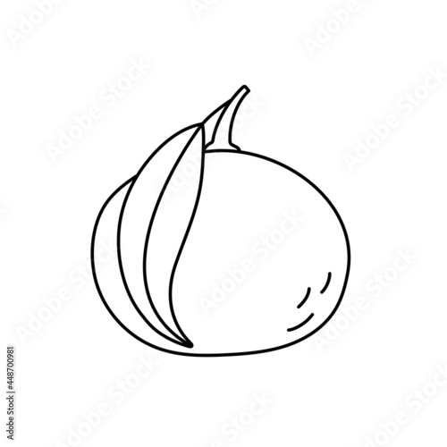 Mandarin. Citrus fruit sketch. Black line tangerine icon. Vector illustration for coloring book