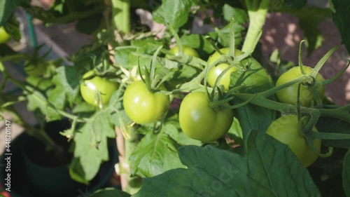 Wallpaper Mural Tomatoes growing in a greenhouse. Close up slow motion shot of green tomatoes before they turn red, growing in the sunlight. Torontodigital.ca