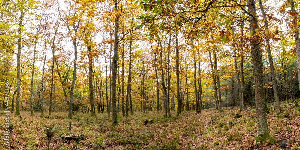 Obraz premium Sous-bois en automne