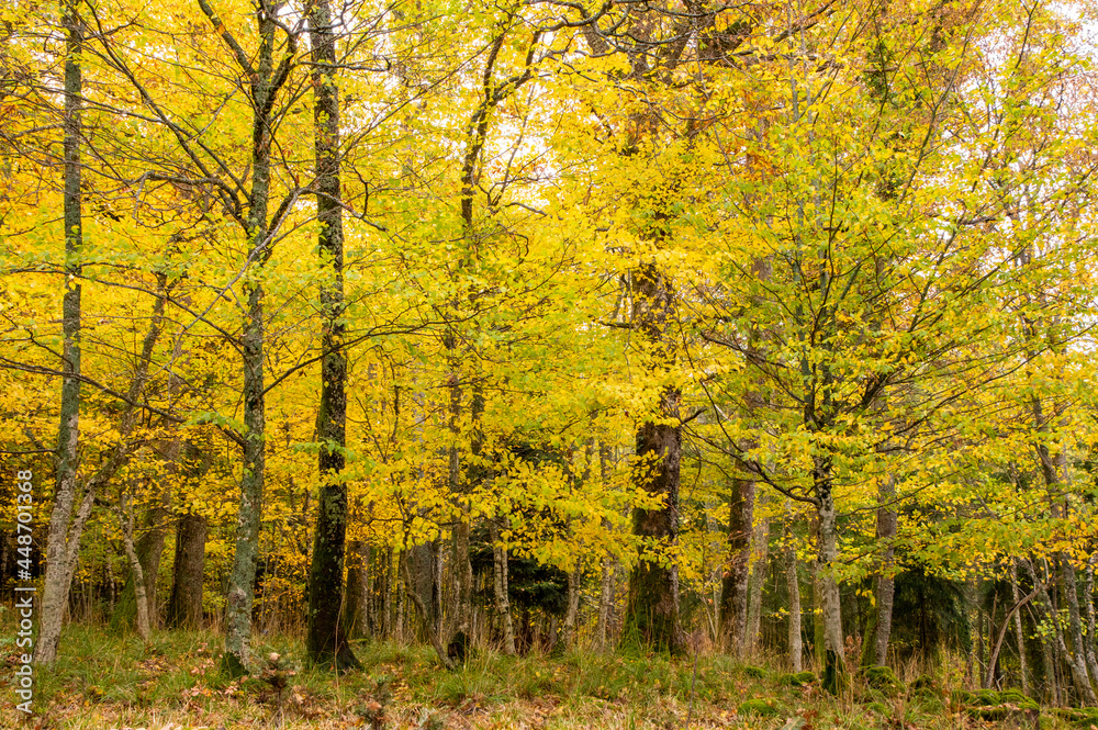 Forêt en automne avec des arbres aux feuilles jaunes