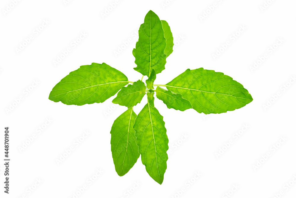 Thai holy basil with isolated on white background. Thai Vegetables Thai holy basil with isolated on white background. Thai Vegetables