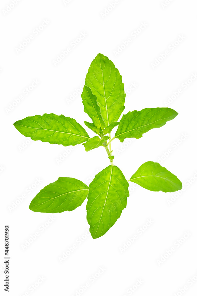 Thai holy basil with isolated on white background. Thai Vegetables Thai holy basil with isolated on white background. Thai Vegetables