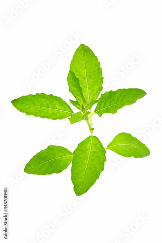 Thai holy basil with isolated on white background. Thai Vegetables