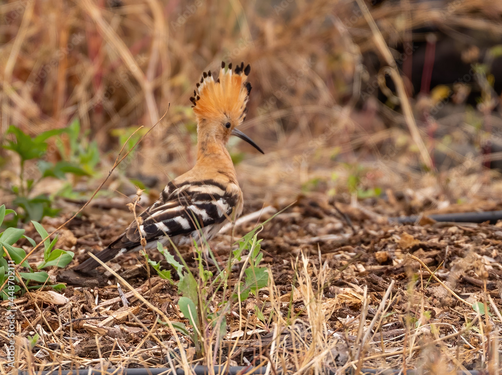 Eurasian Hoopoe Eurasian Hoopoe