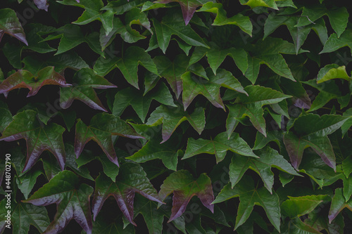 Parthenocissus tricuspidata commonly called Boston ivy  Vine growing on the concrete wall fence  Fresh green leaves in the garden  Beautiful tiny leaf pattern texture  Vintage dark tone background.