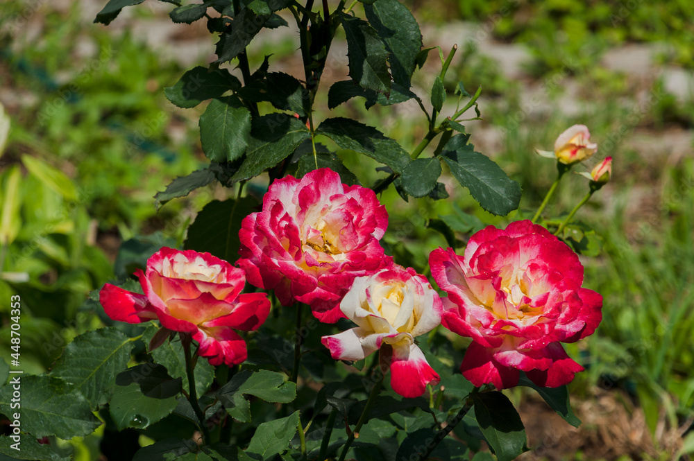 Beautiful roses grow in a flower bed