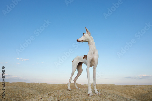 dog portrait, wide angle, funny pet. Graceful Ibizan greyhound on a sky background.
