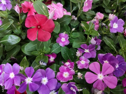 Cayenne Jasmine ,Periwinkle, Catharanthus rosea, Madagascar Periwinkle, Vinca, Apocynaceae name flower pink color springtime in garden on blurred of nature background