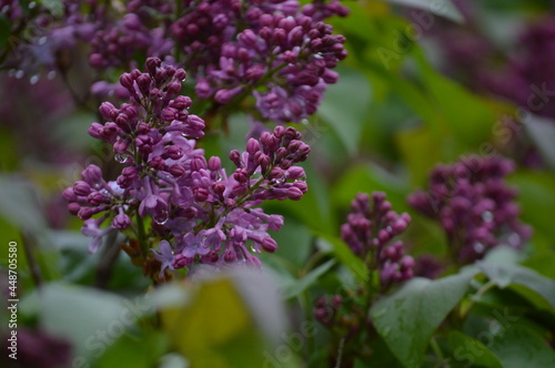 Spring Flowers Blooming