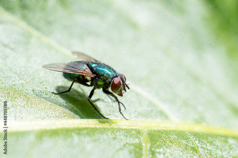 a fly is sitting on a leaf close-up a fly is sitting on a leaf close-up