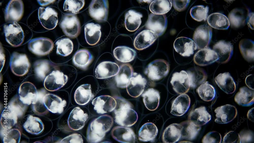 Eggs with Mollusca Nudibranchia embryos under a microscope, possibly Superfamily Fionoidea. They are attached to algae. Next stage, veliger, will float in water column. Barents Sea Eggs with Mollusca Nudibranchia embryos under a microscope, possibly Superfamily Fionoidea. They are attached to algae. Next stage, veliger, will float in water column. Barents Sea