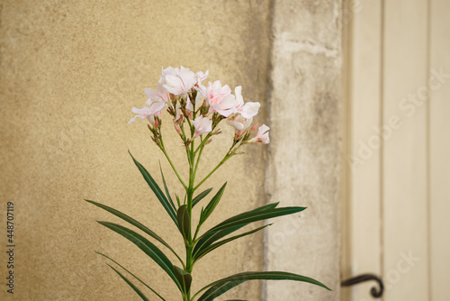 oleander blossom plant
