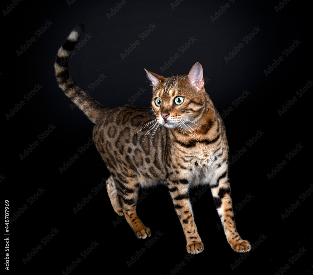Obraz premium bengal cat in studio