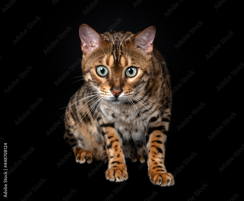 bengal cat in studio