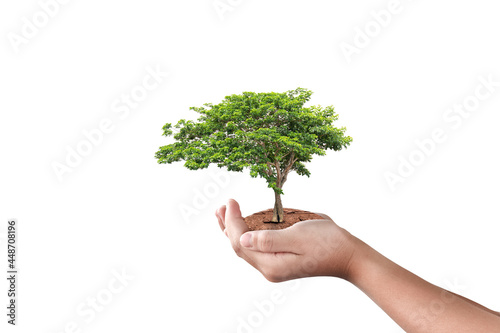 Hand holding big tree isolated on white background. Environment day concept.