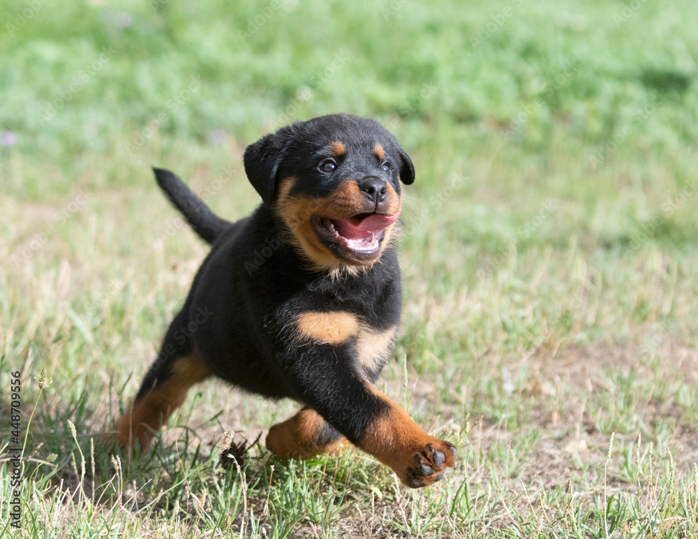puppy rottweiler running