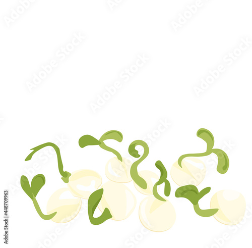 Pea sprouts vector stock illustration. Micro-green. Legume plants. Sprouted shoots with green leaves. Close-up.Isolated on a white background.