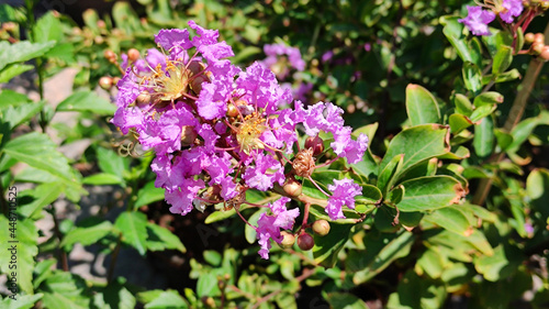 Common Crape Myrtle Flower in park