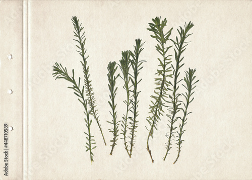 Pressed and dried herbs. Scanned image. Vintage herbarium background on old paper. Composition of the grass on a cardboard.