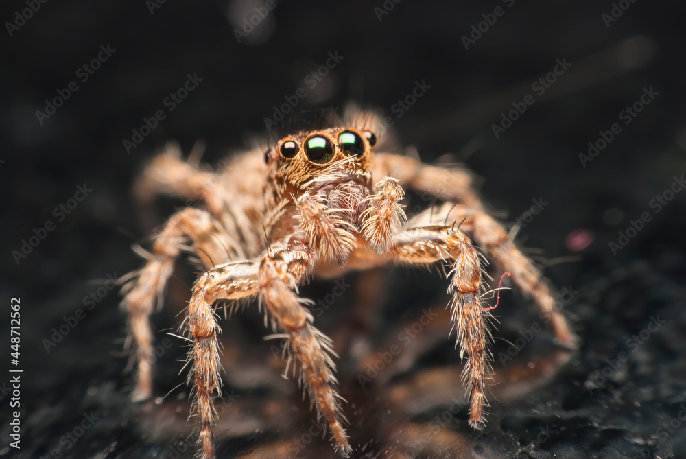 jumping spider. jumping spider.