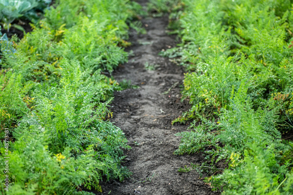 Raised garden bed with green carrot leaves showing from the ground. Cultivation of ecologically clean carrots on eco beds. Raised garden bed with green carrot leaves showing from the ground. Cultivation of ecologically clean carrots on eco beds.