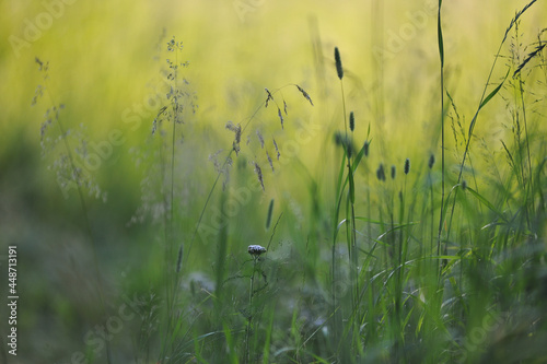 Field grass © Grigoriy