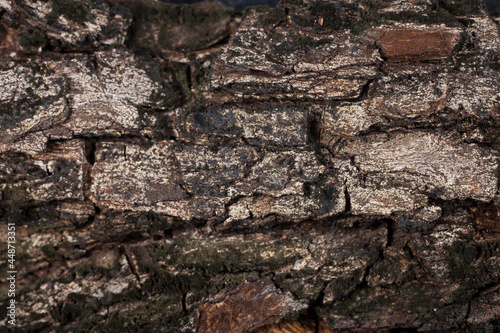 Tree bark texture.
