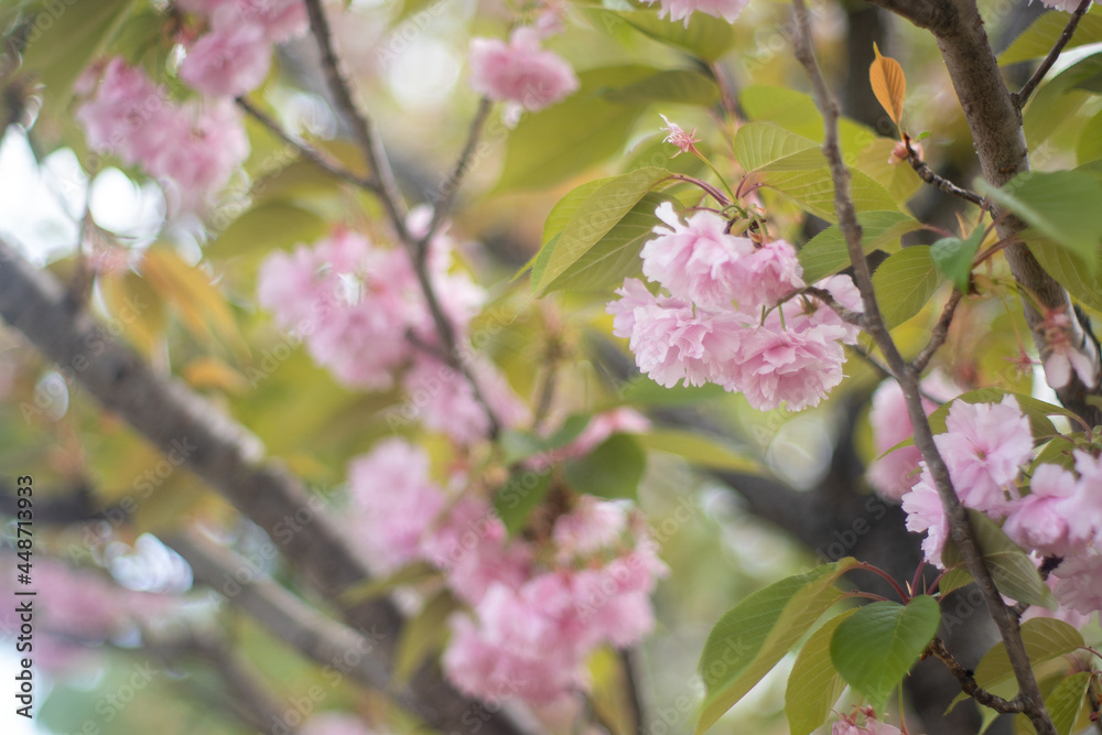 Obraz premium 桃の花