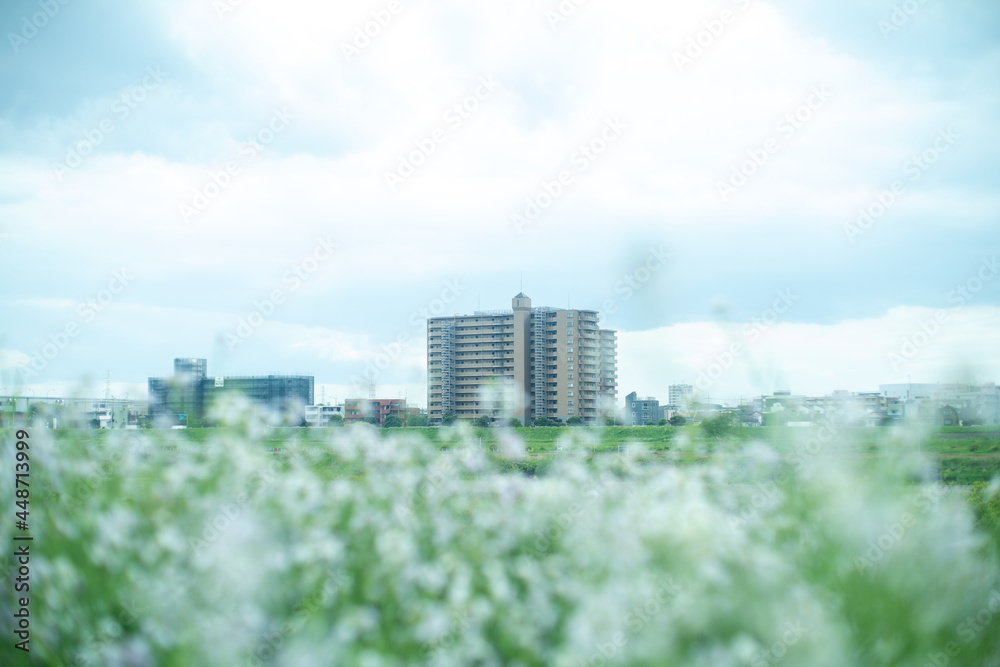花畑 花畑