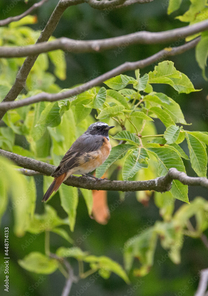 Fototapeta premium black redstart bird in green leaves