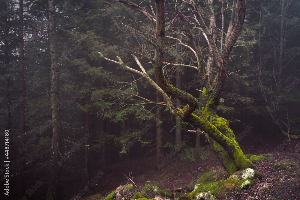 Autumn forest 