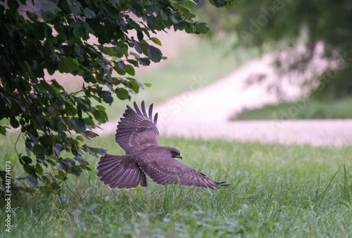 Common bussard flying on meadow park green background