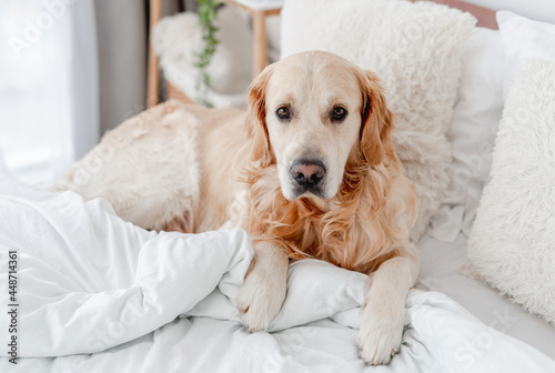 Golden retriever dog in the bed