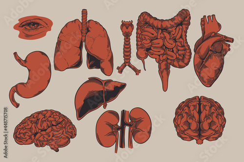 Human biology, organs anatomy illustration. Set of human internal organs: liver, lungs, heart, kidney, brain, eyes, stomach, trachea etc. Engraved hand drawn in old sketch and vintage style.