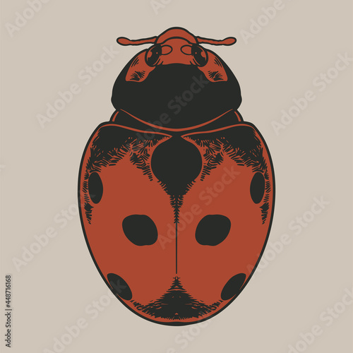 Vector antique engraving dr...