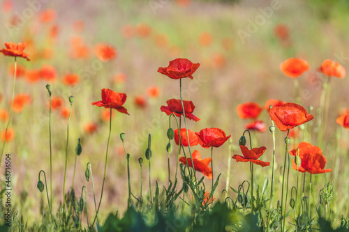 Background of a summer field of red blooming poppies close up on a sunny windy day