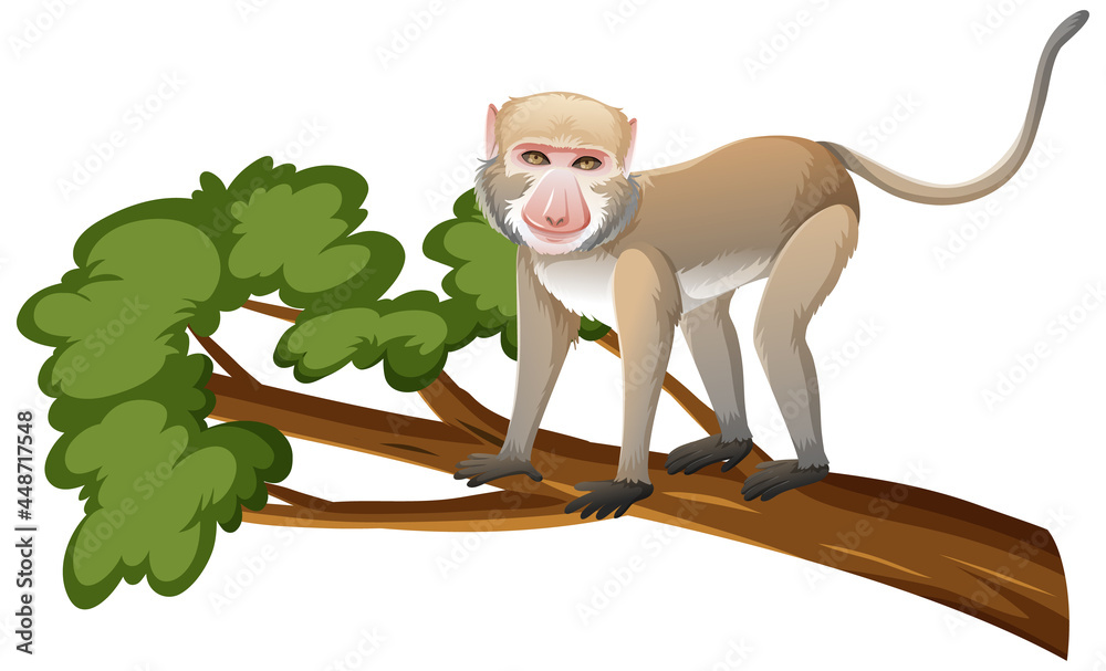 Crab-eating macaque or monkey on tree branch in cartoon style on white  background Stock Vector | Adobe Stock