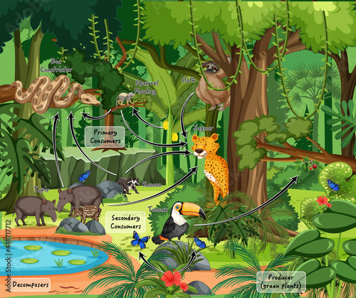 Diagram showing ecosystem in firest scene with wild animals