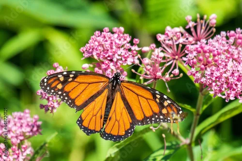 Fototapeta na wymiar monarch butterfly on flower