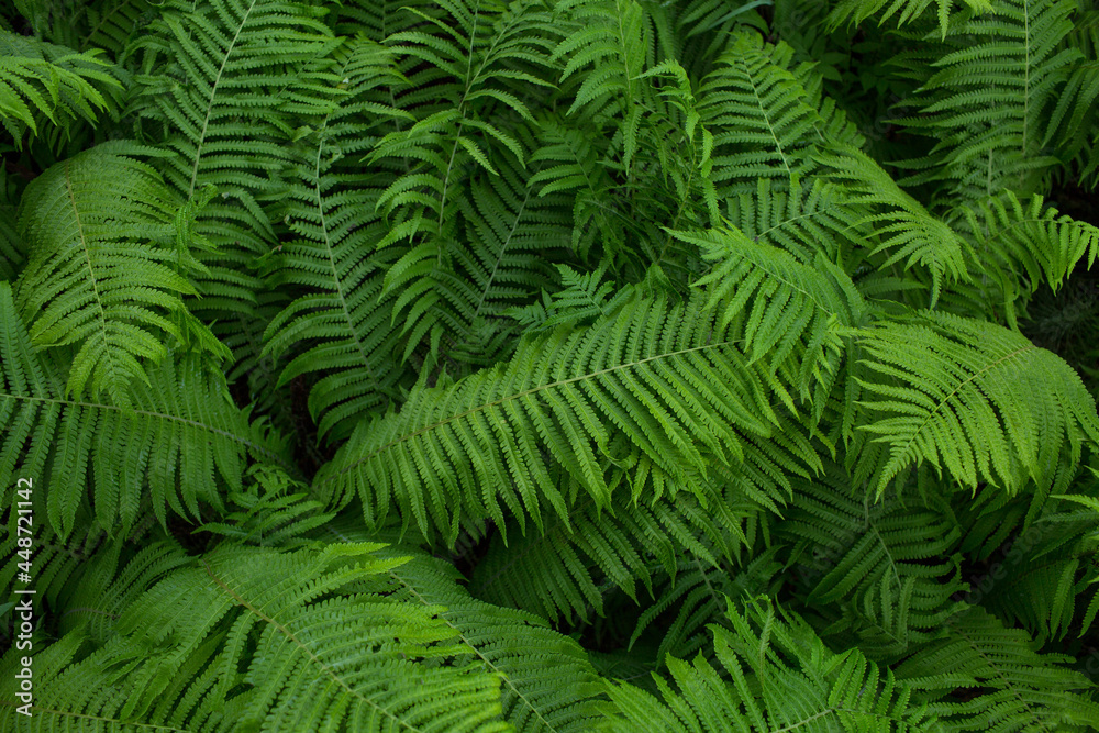 fern, green plant, background of leaves, close-up