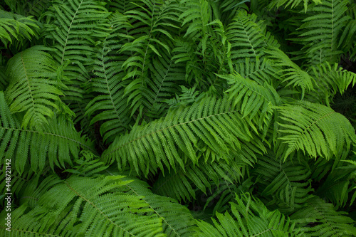 fern  green plant  background of leaves  close-up