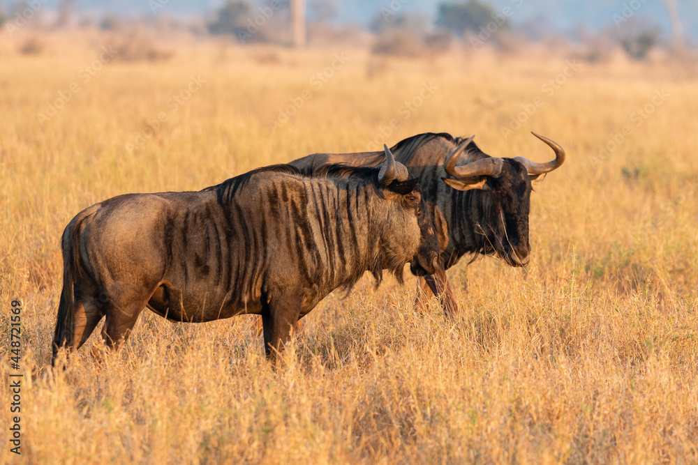 two blue wildebeest during the golden glow of early morning in Kruger National park two blue wildebeest during the golden glow of early morning in Kruger National park