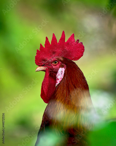 Portrait of a colourful rooster or cock or cockerel with bright nature bokeh background