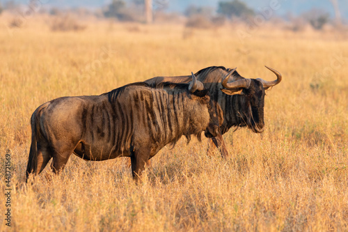 two blue wildebeest during the golden glow of early morning in Kruger National park