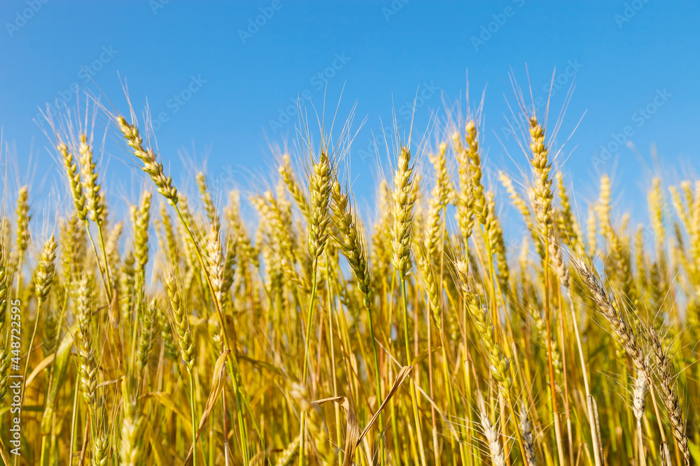 Wheat field with blue sky in background Wheat field with blue sky in background